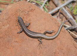 Image of Copper-Tailed Skink