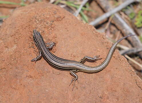 Imagem de Ctenotus taeniolatus (White 1790)