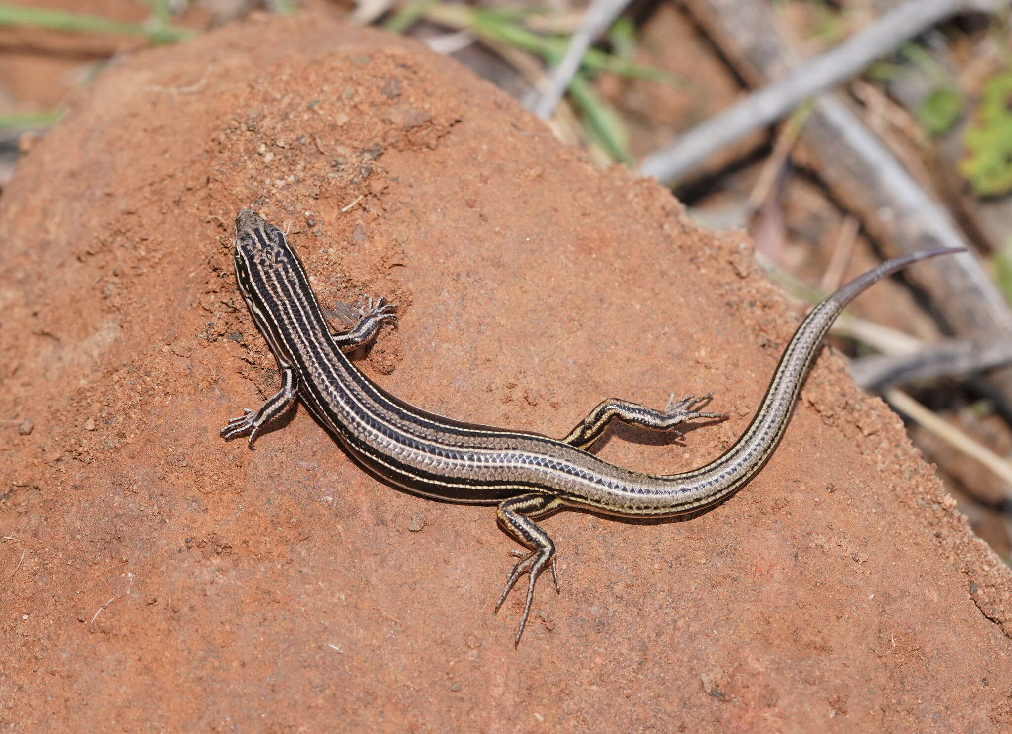 Imagem de Ctenotus taeniolatus (White 1790)