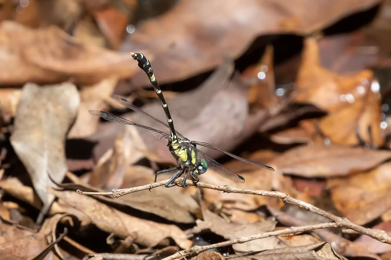 Image of Austroepigomphus praeruptus (Selys 1858)