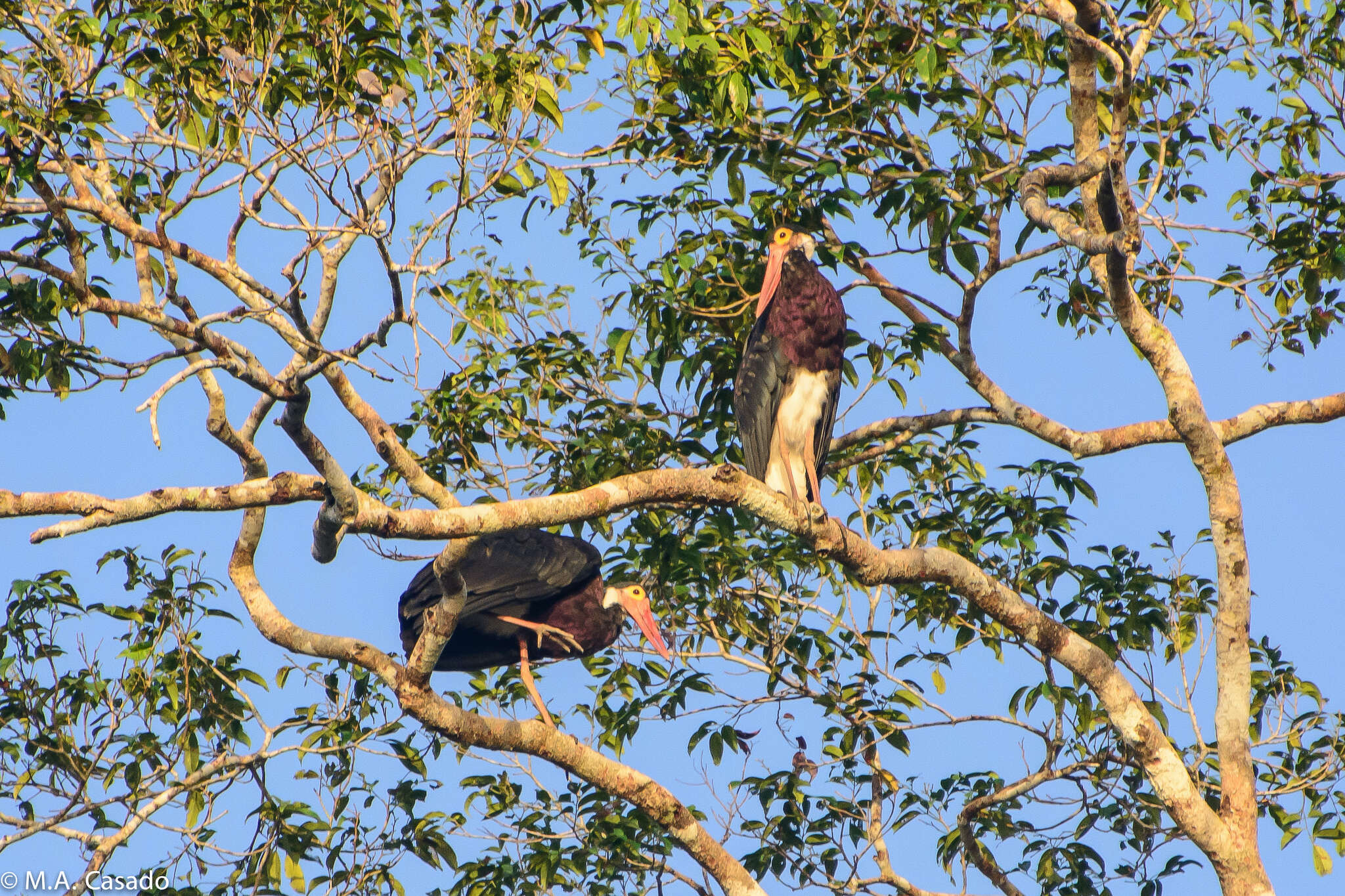 Image of Storm's Stork