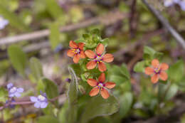 Image of Scarlet pimpernel