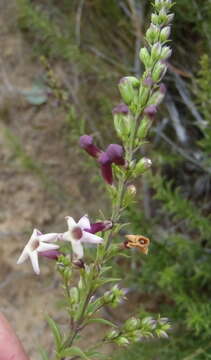 Image of Freylinia densiflora Benth.