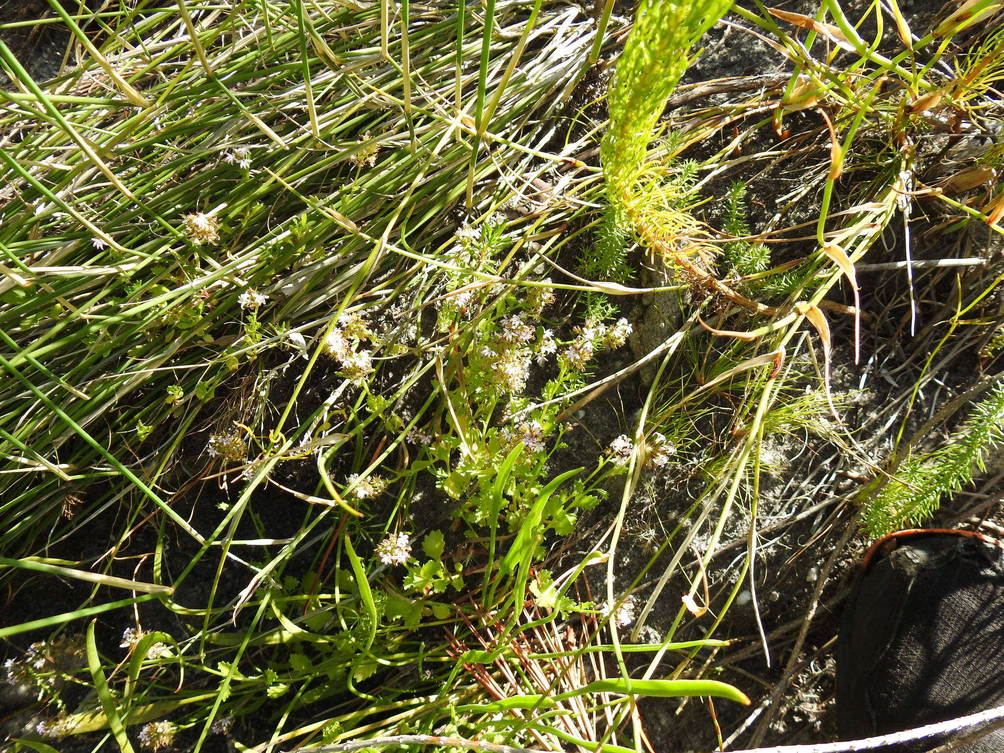 Image de Lobelia jasionoides (A. DC.) E. Wimm.