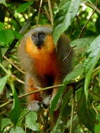 Image of Dusky Titi