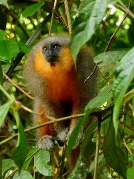 Image of Dusky Titi