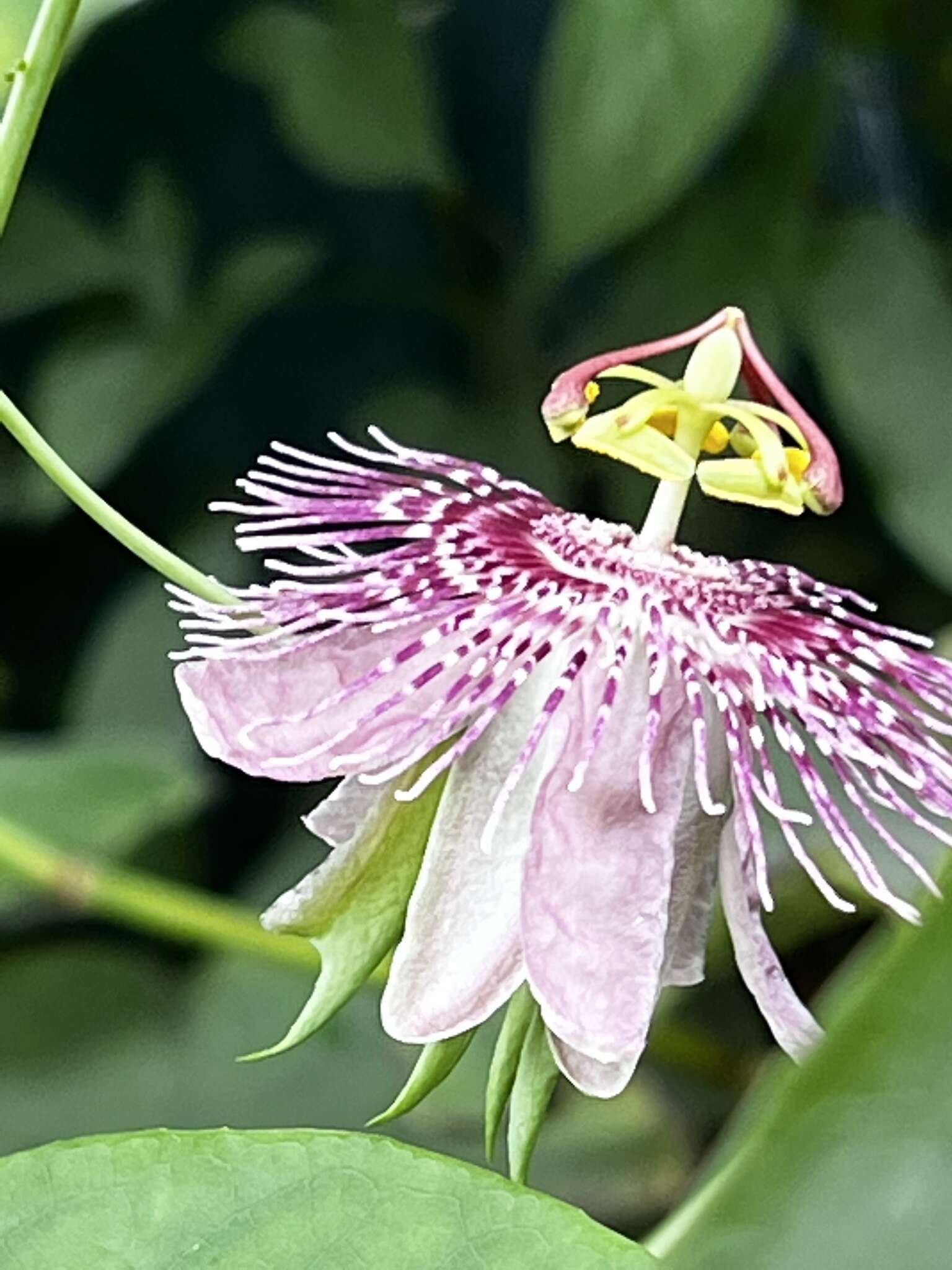 Imagem de Passiflora oerstedii Mast.