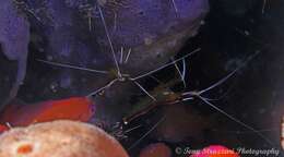 Image of Scarlet cleaner shrimp