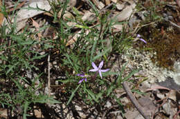 Image of Lithotoma axillaris (Lindl.) E. B. Knox