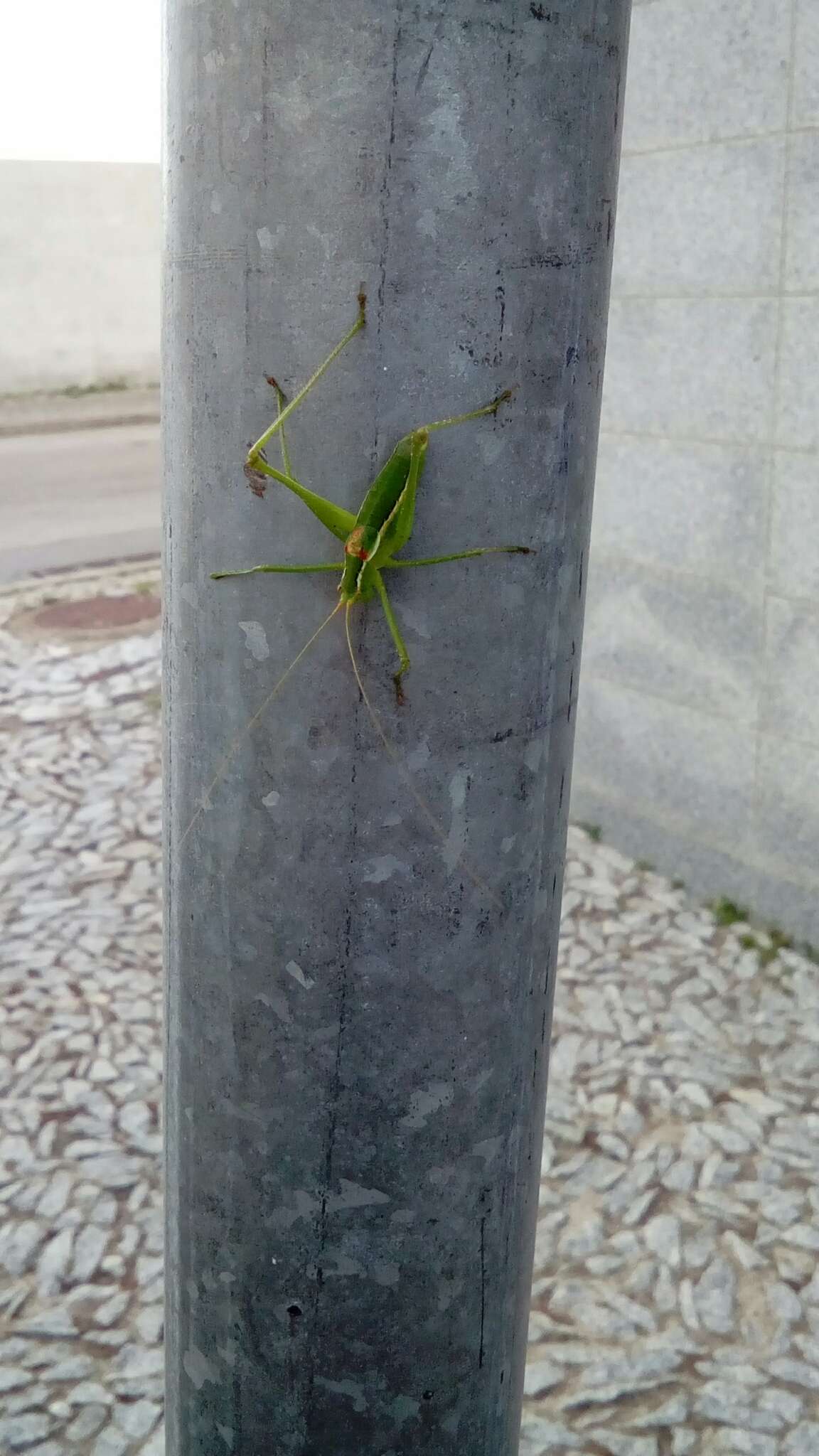 Sivun Odontura (Odontura) glabricauda (Charpentier 1825) kuva