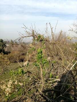 Imagem de Baccharis paniculata DC.