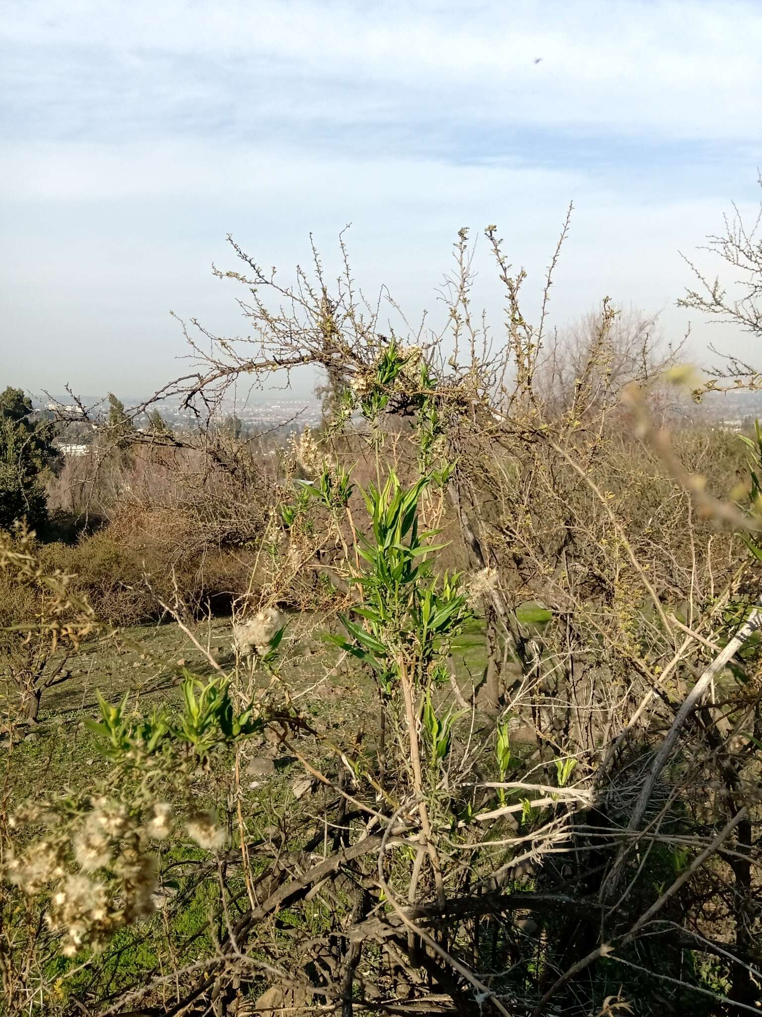 صورة Baccharis paniculata DC.