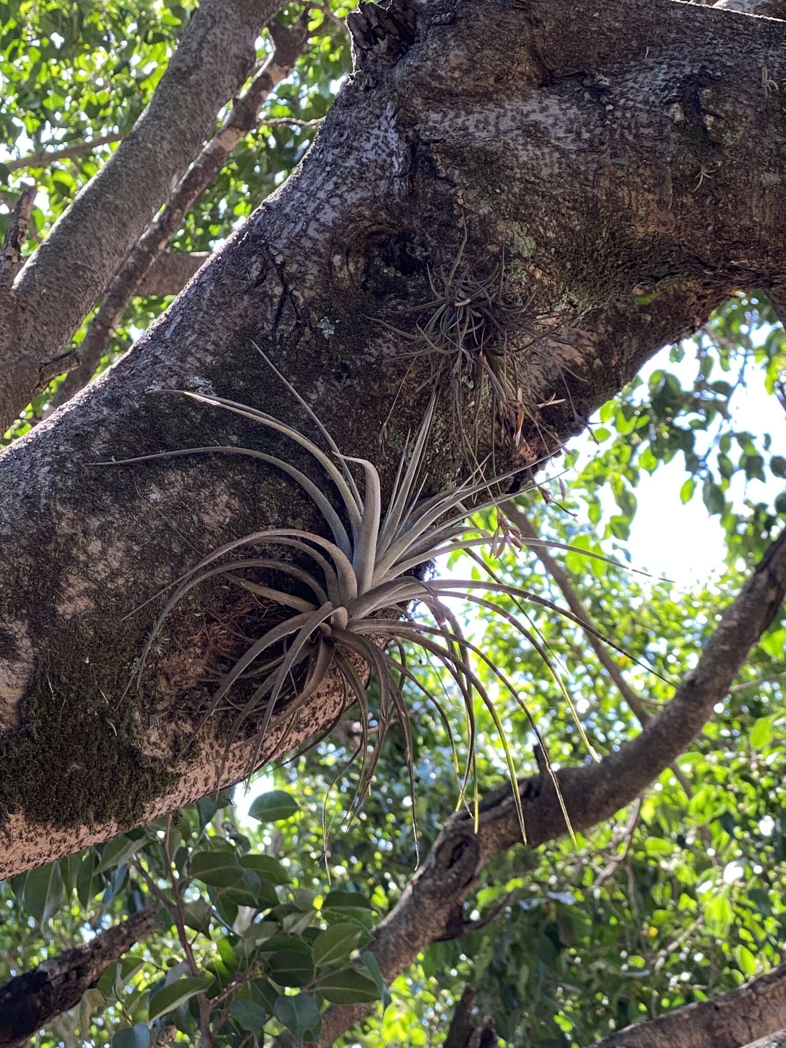 Image of Tillandsia pohliana Mez