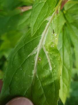 Liriomyza strigata Meigen 1830 resmi