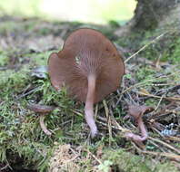 Image of Arrhenia discorosea (Pilát) Zvyagina, A. V. Alexandrova & Bulyonkova 2015