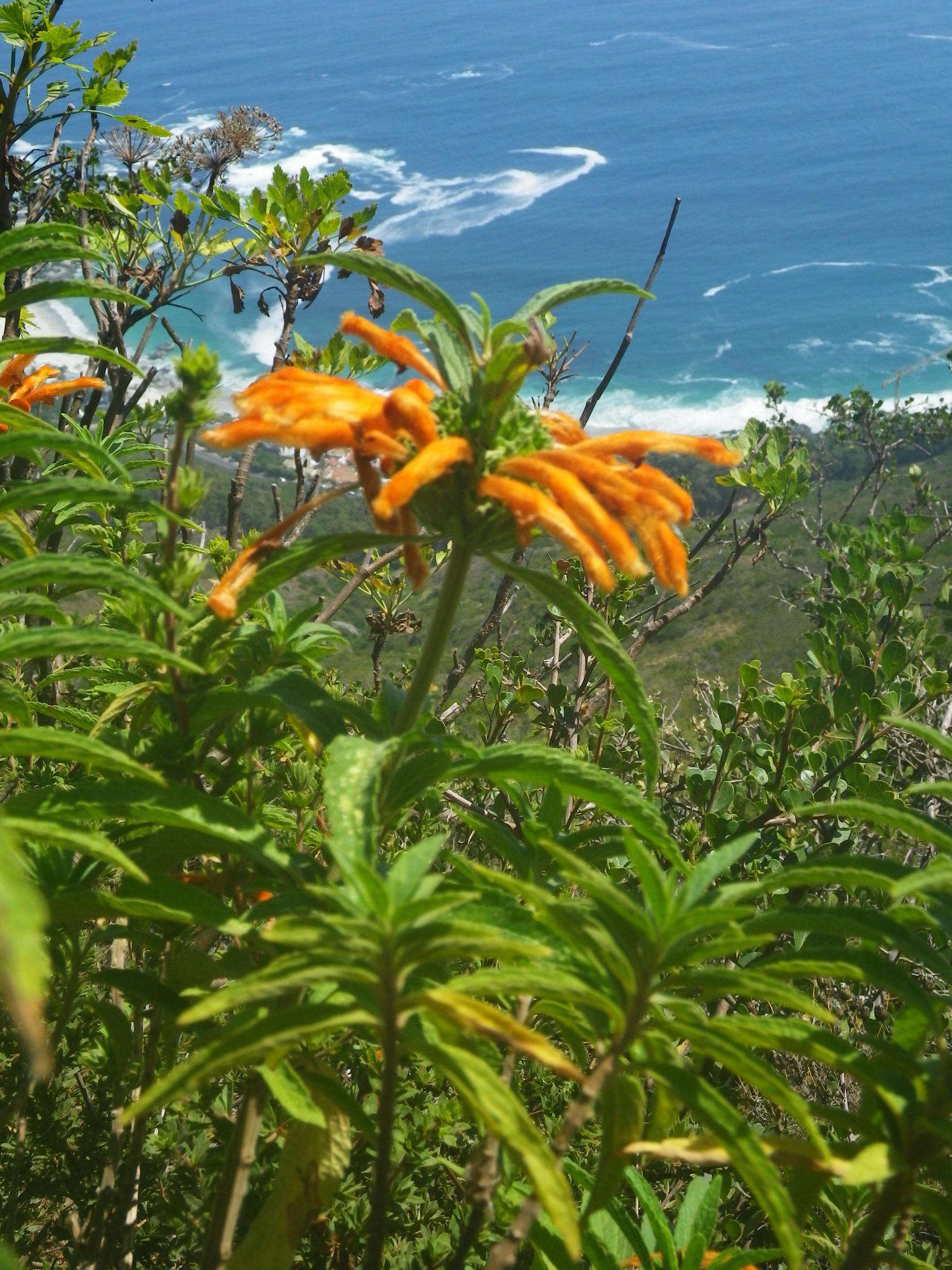 Image of lion's ear