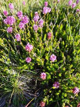 Image of Erica spiculifolia Salisb.