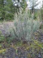 صورة Myricaria longifolia (Willd.) Ehrenb.