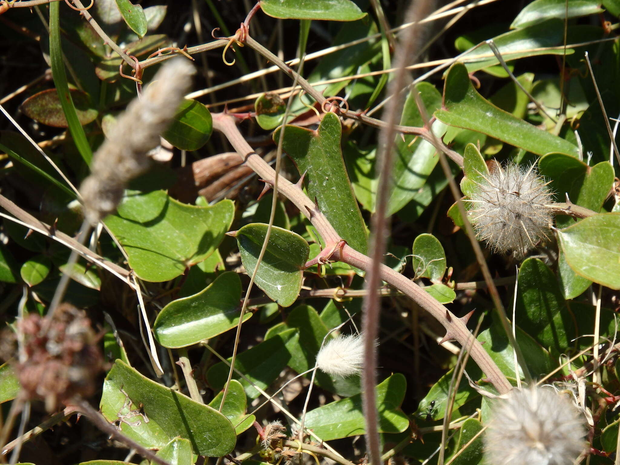 Image of Smilax aspera L.