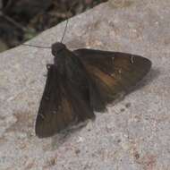 Image of Northern Cloudywing