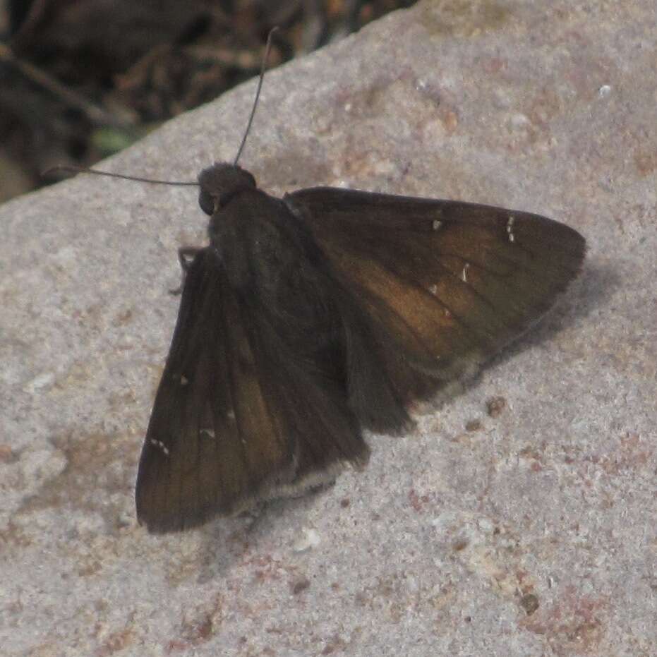 Image of Northern Cloudywing