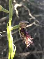 Calochilus robertsonii Benth.的圖片