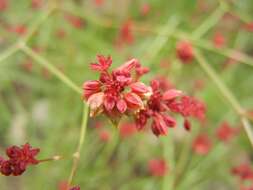 Image of red buckwheat