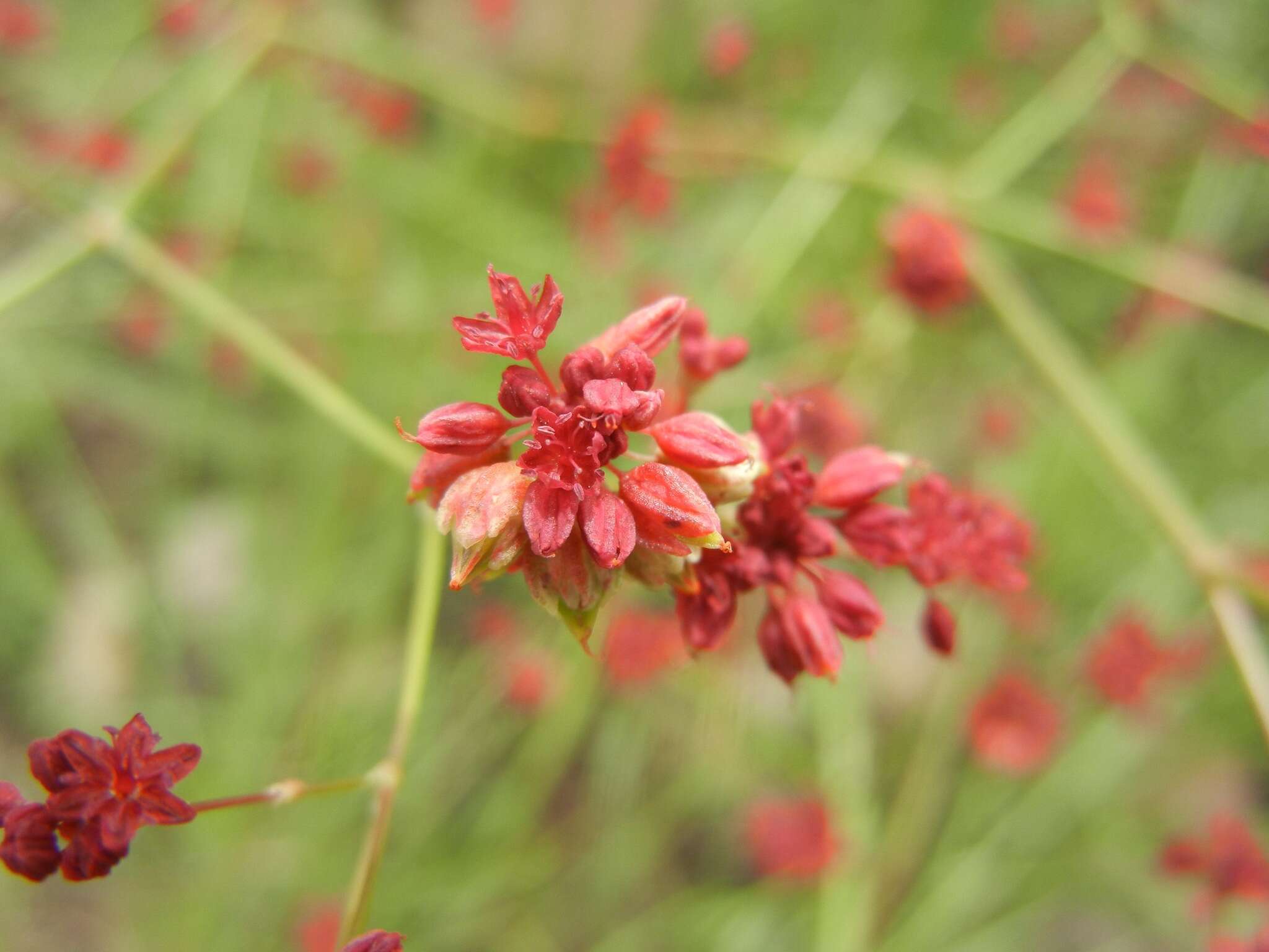 Image of red buckwheat