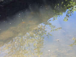 Image of Sunset platy