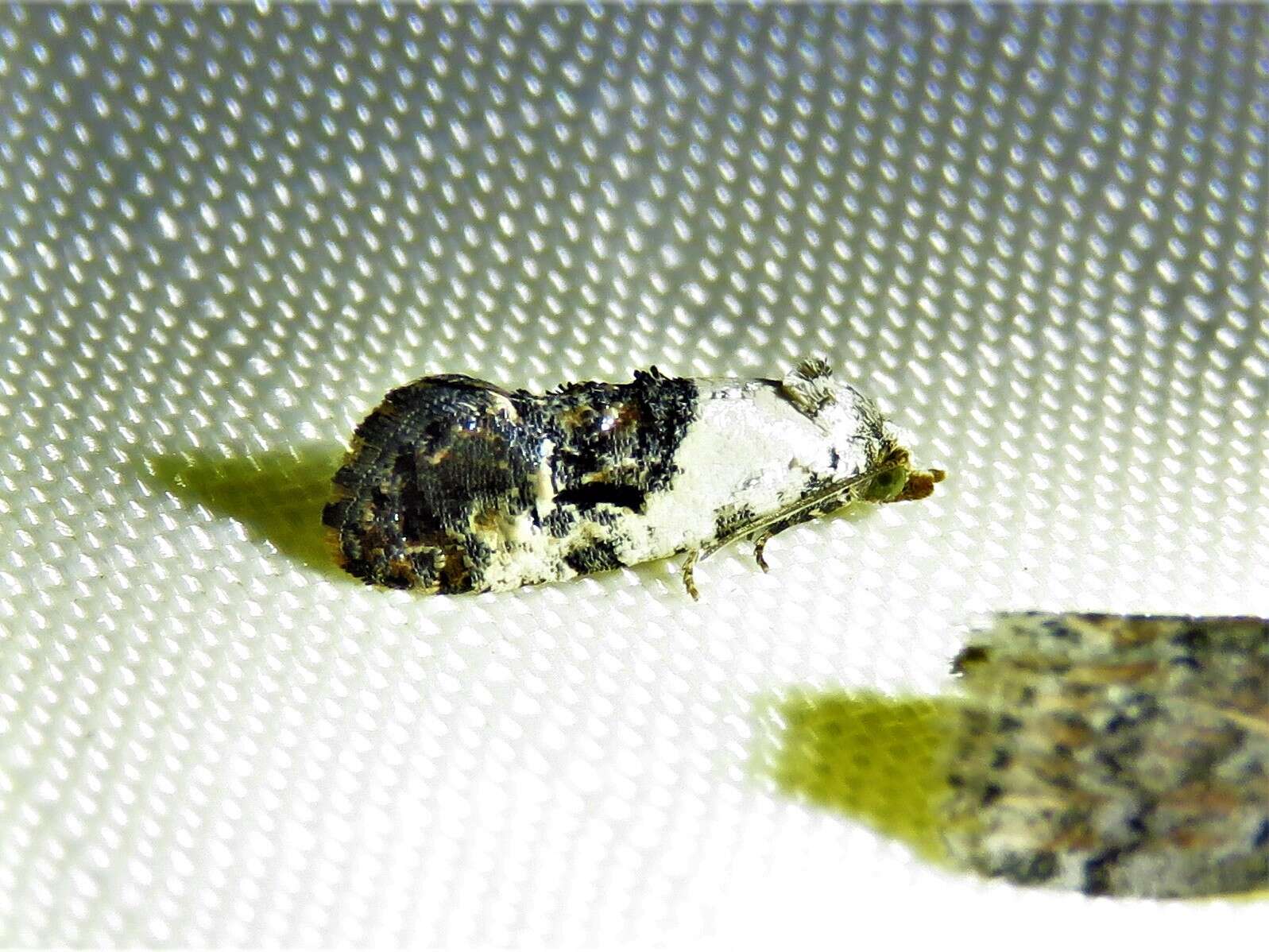 Image of Black-tipped Rudenia Moth