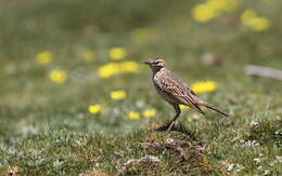 Image of Mountain Pipit