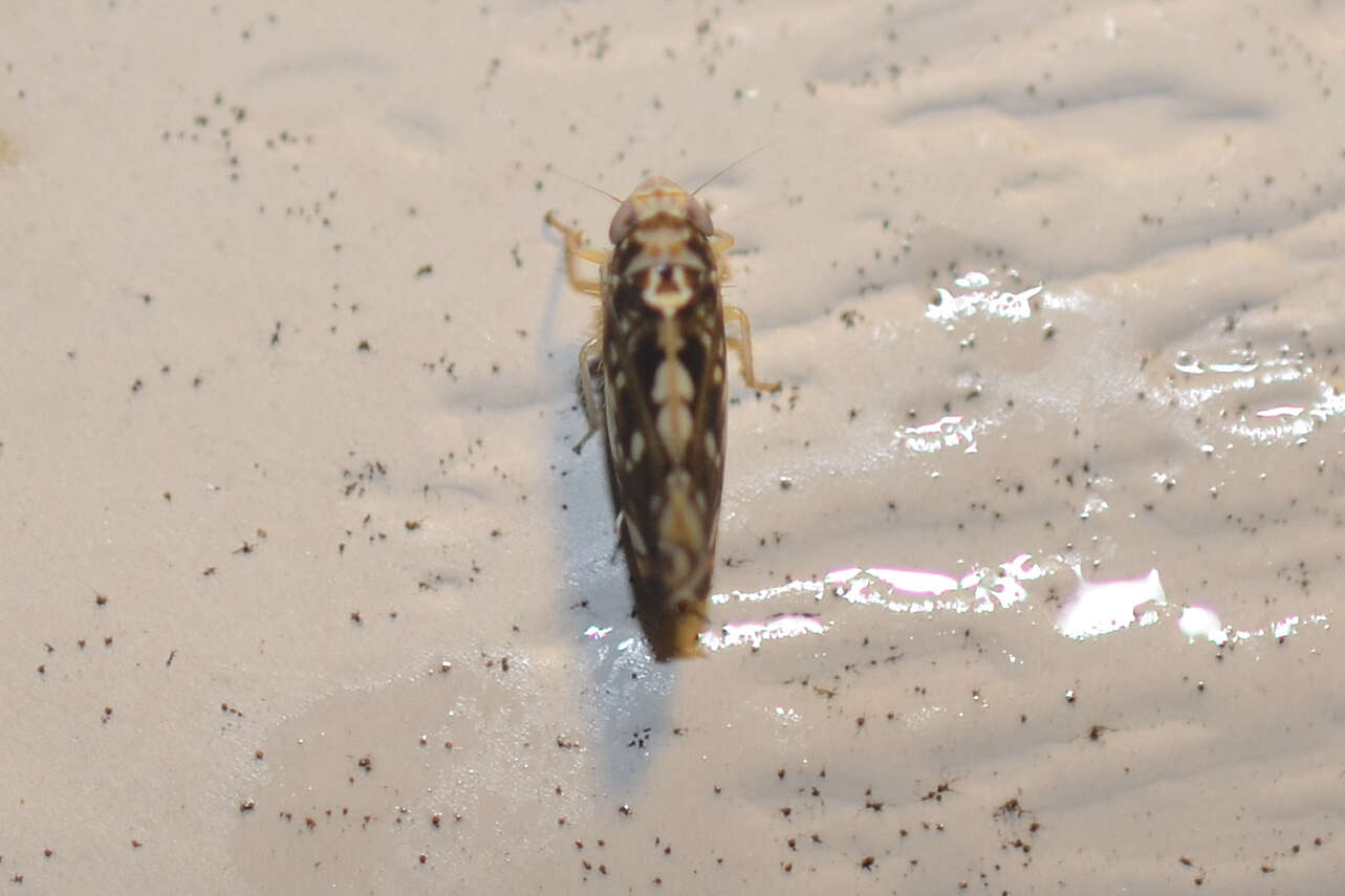 Image of Scaphoideus (Scaphoideus) melanotus Osborn 1900