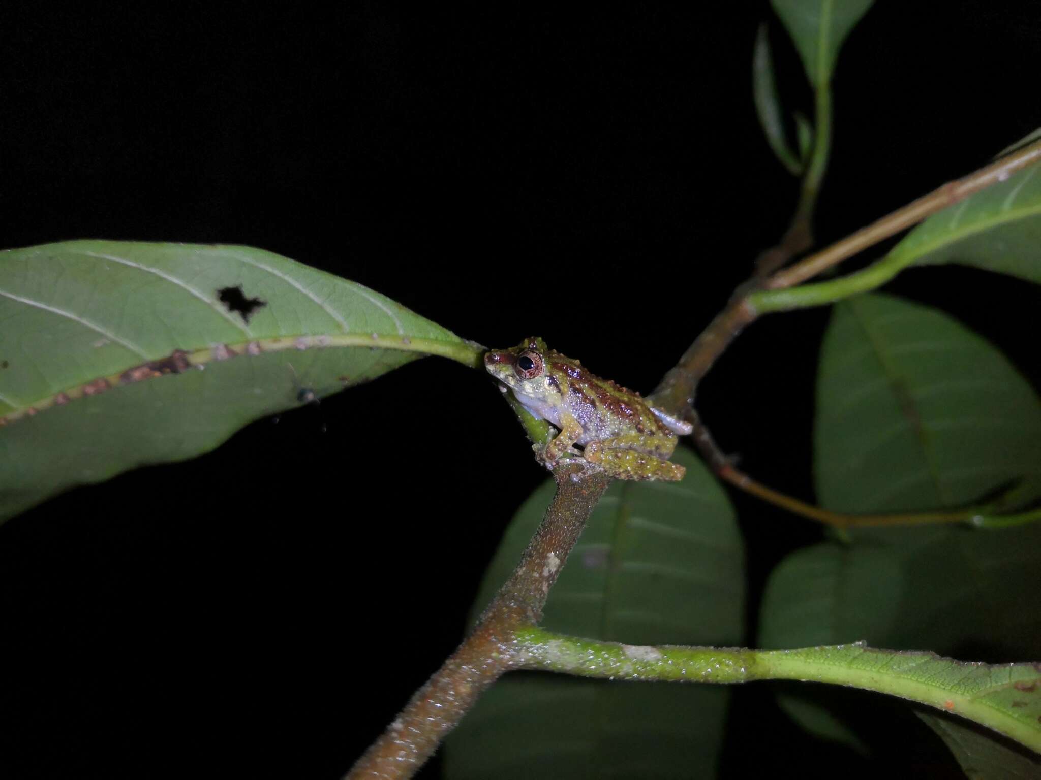 Image of Gunung Mulu Bubble-nest Frog