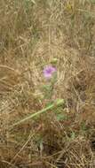 Image of longbeak stork's bill