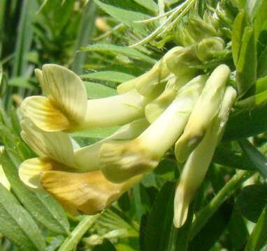 Image of Vicia ciliatula Lipsky