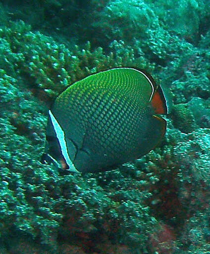 Image of Brown Butterflyfish