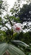 Image of Sobralia pulcherrima Garay