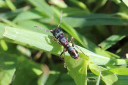 Image of green ant