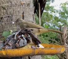 Image of Ayeyarwady Bulbul