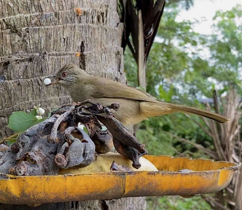 Image of Ayeyarwady Bulbul