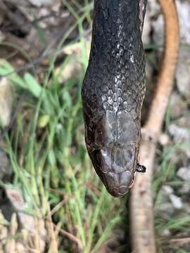 Imagem de Demansia papuensis (Macleay 1877)