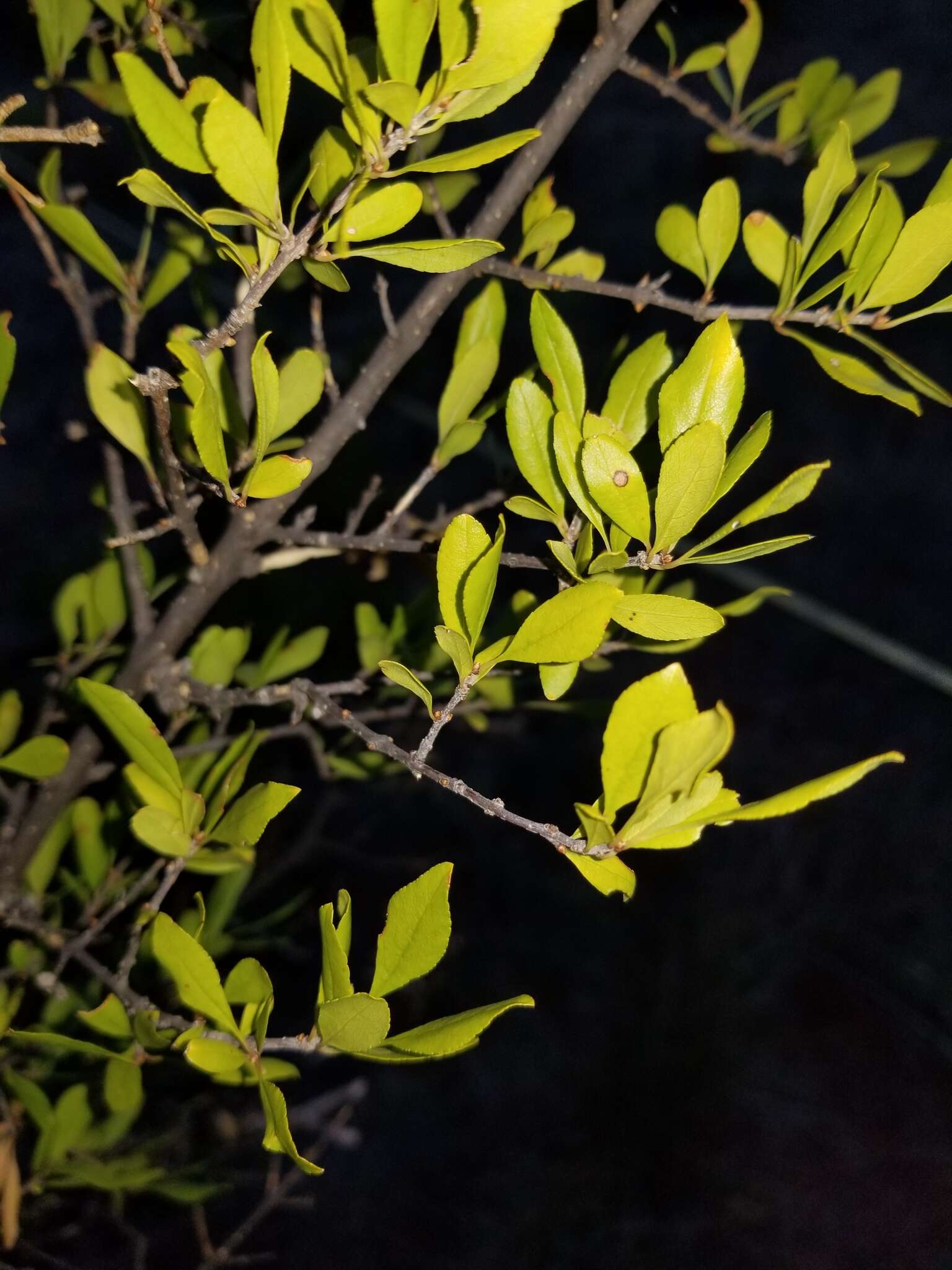 Forestiera pubescens var. parvifolia (A. Gray) G. L. Nesom resmi