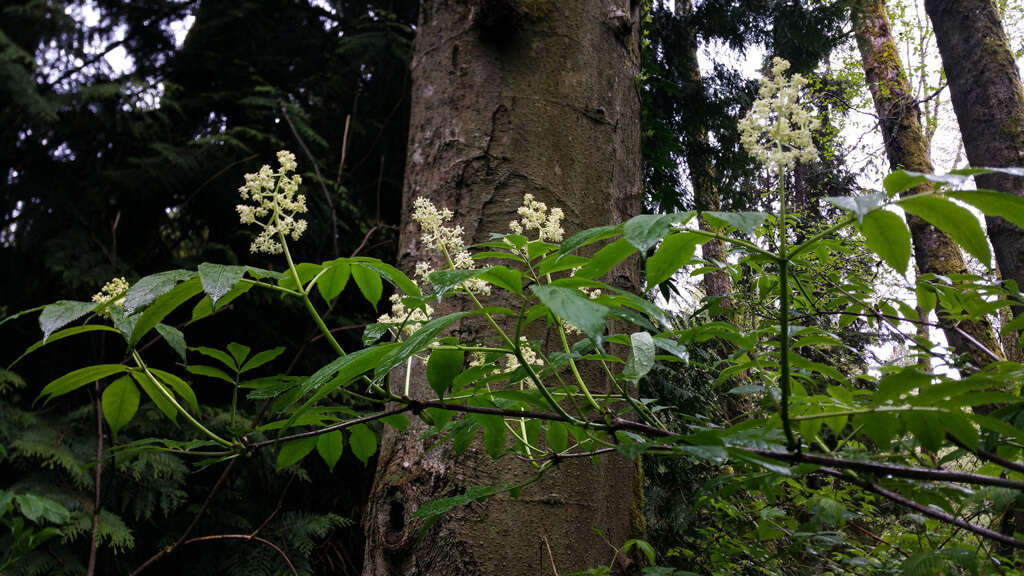 Image of red elderberry