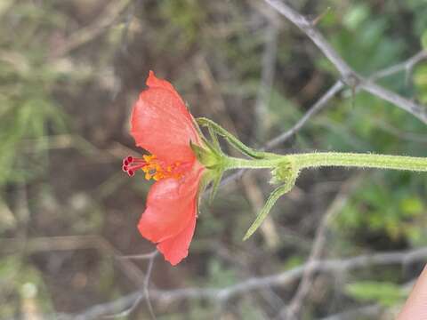 Imagem de Hibiscus barbosae Exell