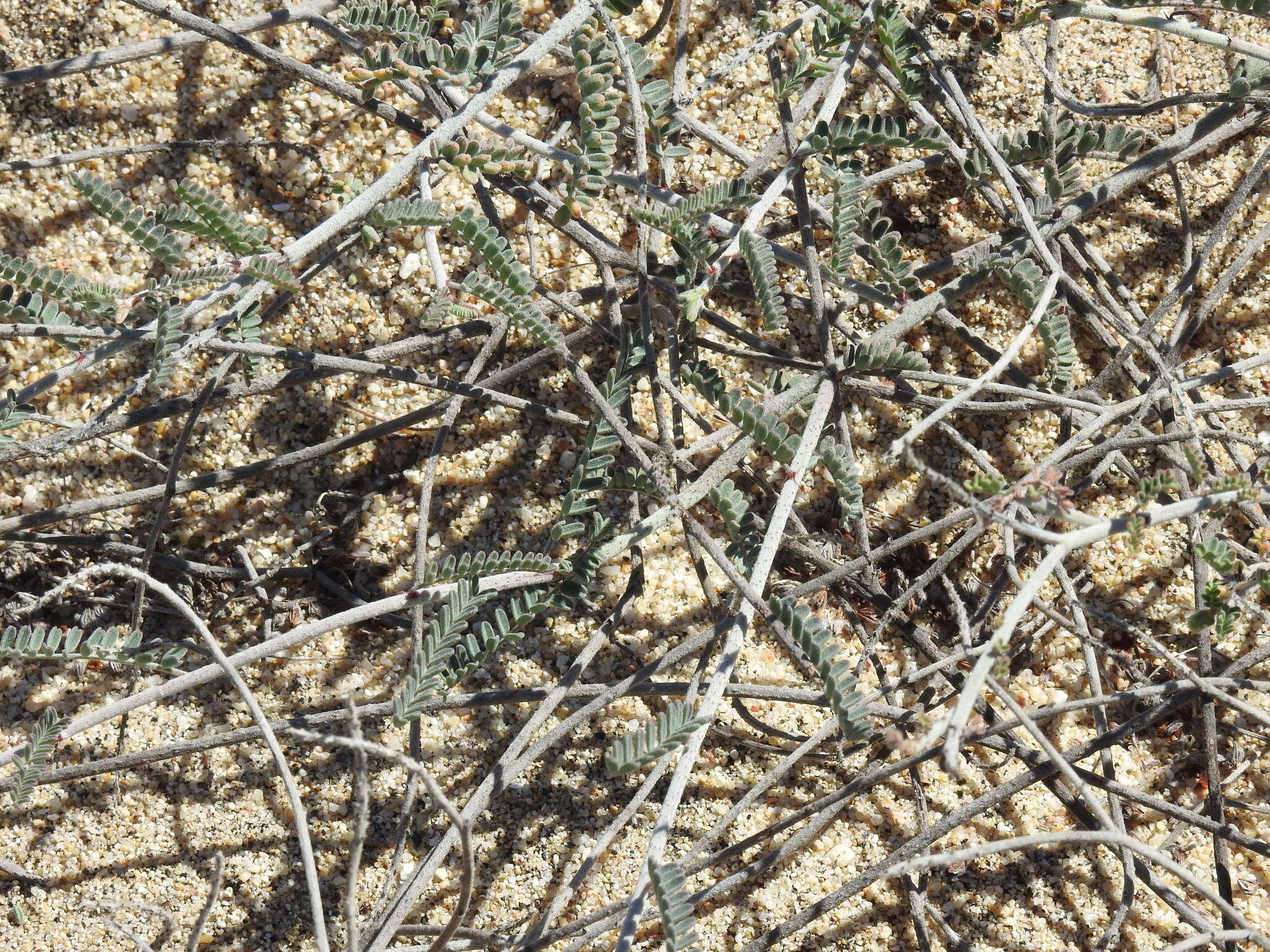 Image of Marina maritima (Brandegee) Barneby