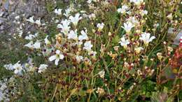 Plancia ëd Saxifraga cernua L.