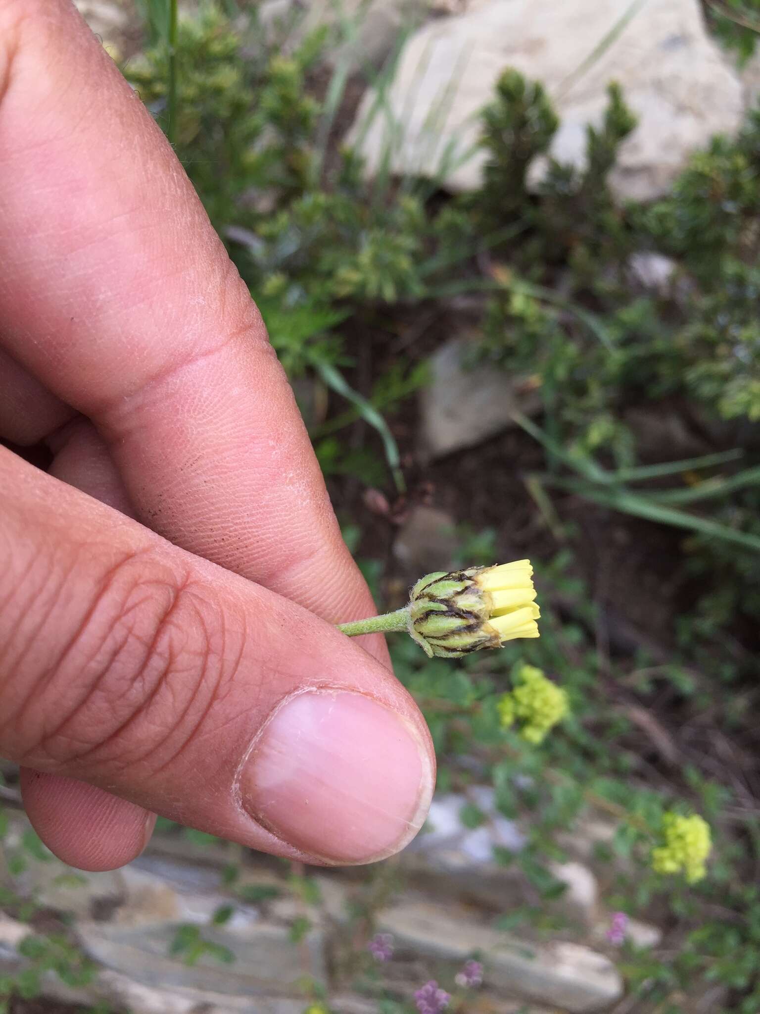 Image of Tanacetum zahlbruckneri (Náb.) Grierson