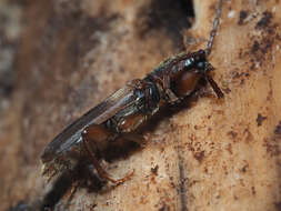 Image of Brown spruce longhorn beetle