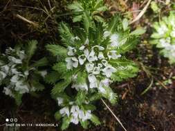 Plancia ëd Pycnoplinthopsis bhutanica Jafri