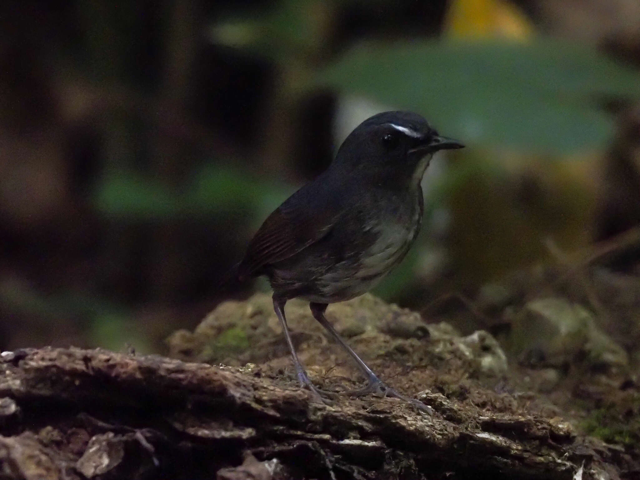 Plancia ëd Brachypteryx leucophris wrayi Ogilvie-Grant 1906